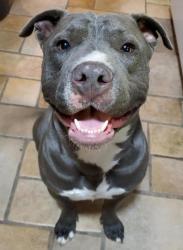 Lost Male Dog last seen Centerville and Castle 75040, Garland, TX 75040