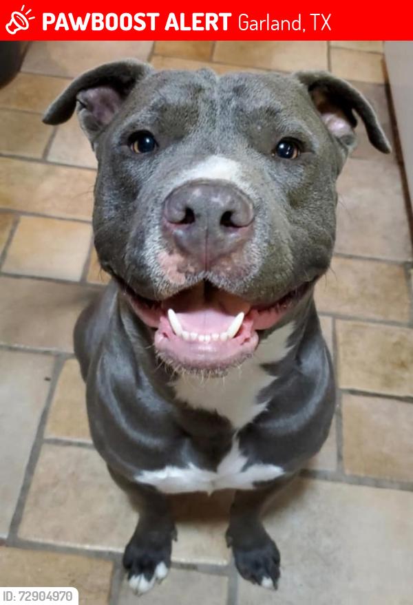 Lost Male Dog last seen Centerville and Castle 75040, Garland, TX 75040