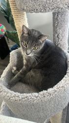 Reunited Female Cat last seen Near Hertford Lane, Graham NC, 27253, Graham, NC 27253
