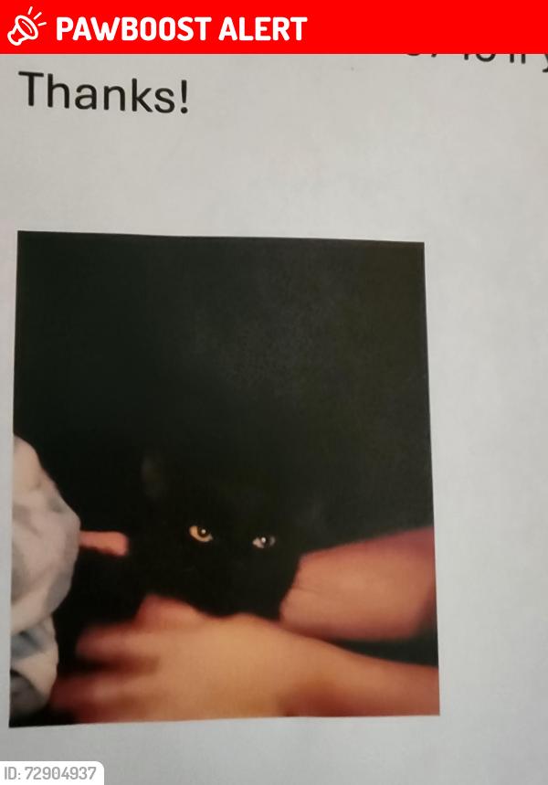 Lost Female Cat last seen South Country Rd., Remsenburg-Speonk, NY 11713