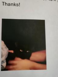 Lost Female Cat last seen South Country Rd., Remsenburg-Speonk, NY 11713