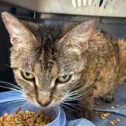 Shelter Stray Female Cat last seen , Portland, TX 78374