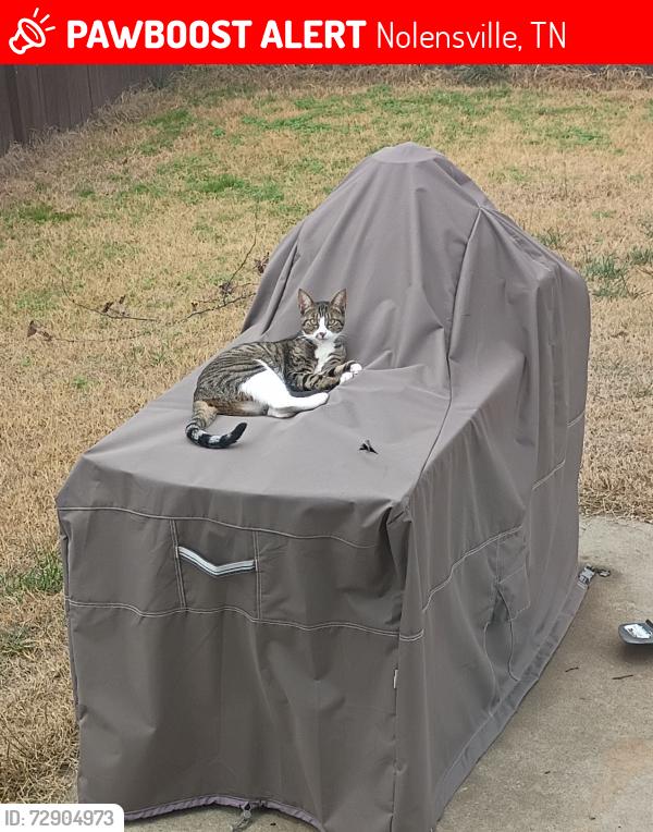 Lost Female Cat last seen Carmine Rd, Nolensville, TN 37135