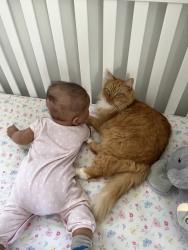 Lost Male Cat last seen 20th and Hamlin Street NE, Langdon Park, Washington, DC 20018