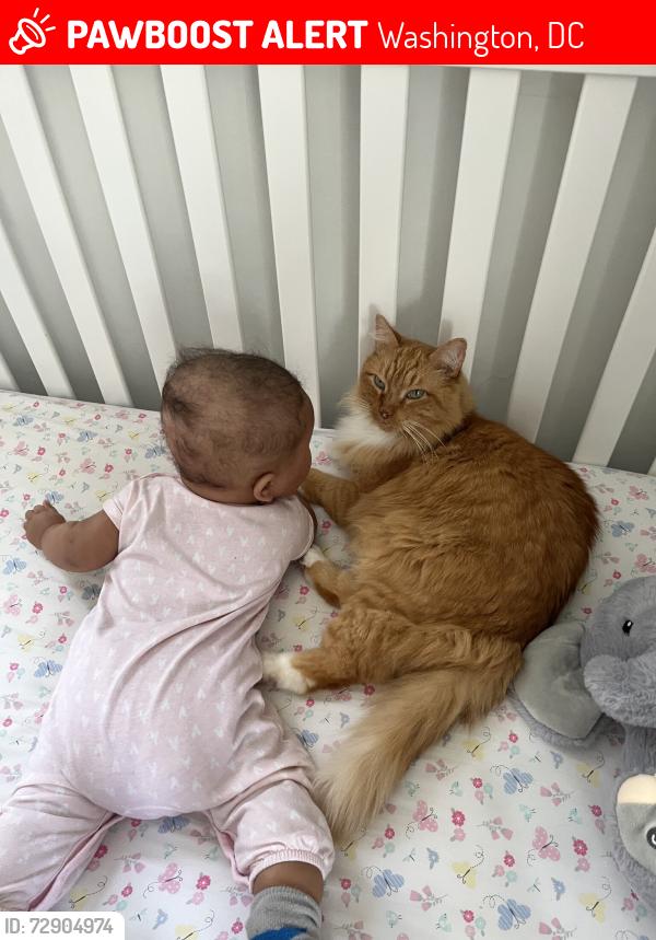 Lost Male Cat last seen 20th and Hamlin Street NE, Langdon Park, Washington, DC 20018
