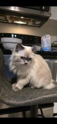 Lost Female Cat last seen Near Coast Meridian, Port Coquitlam, BC 