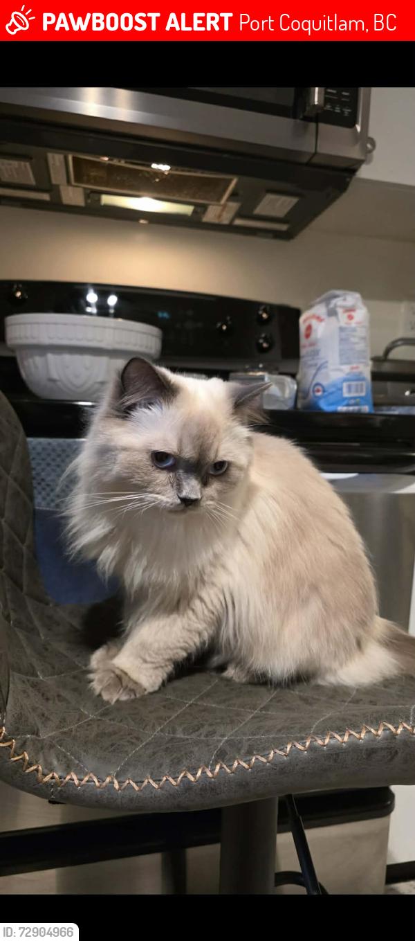 Lost Female Cat last seen Near Coast Meridian, Port Coquitlam, BC 