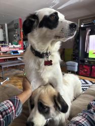 Reunited Female Dog last seen Blvd gouin and blvd pierrefonds, Montréal, QC H9H