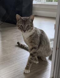 Found/Stray Unknown Cat last seen Buffalo Trace lane , McKinney, TX 75070