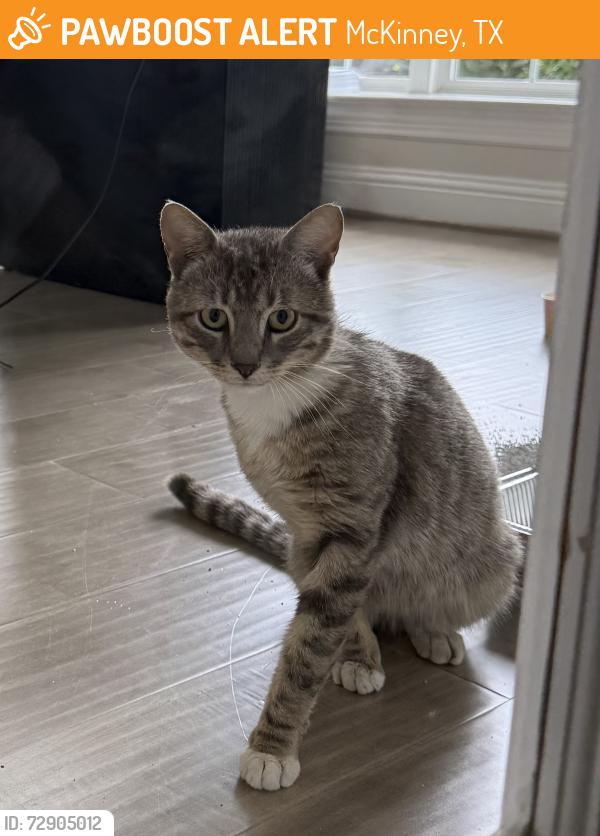 Found/Stray Unknown Cat last seen Buffalo Trace lane , McKinney, TX 75070