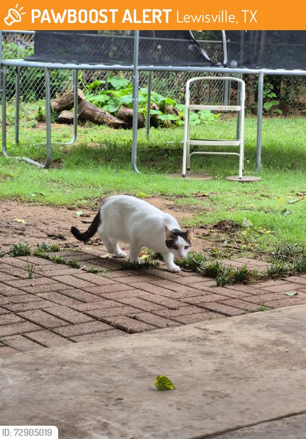 Found/Stray Unknown Cat last seen Oakridge & Monti, Lewisville, TX 75057