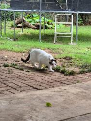 Found/Stray Unknown Cat last seen Oakridge & Monti, Lewisville, TX 75057