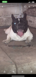 Reunited Male Dog last seen Pecan valley @281, San Antonio, TX 78223