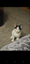 Lost Male Cat last seen  144th , Puyallup, WA 98374