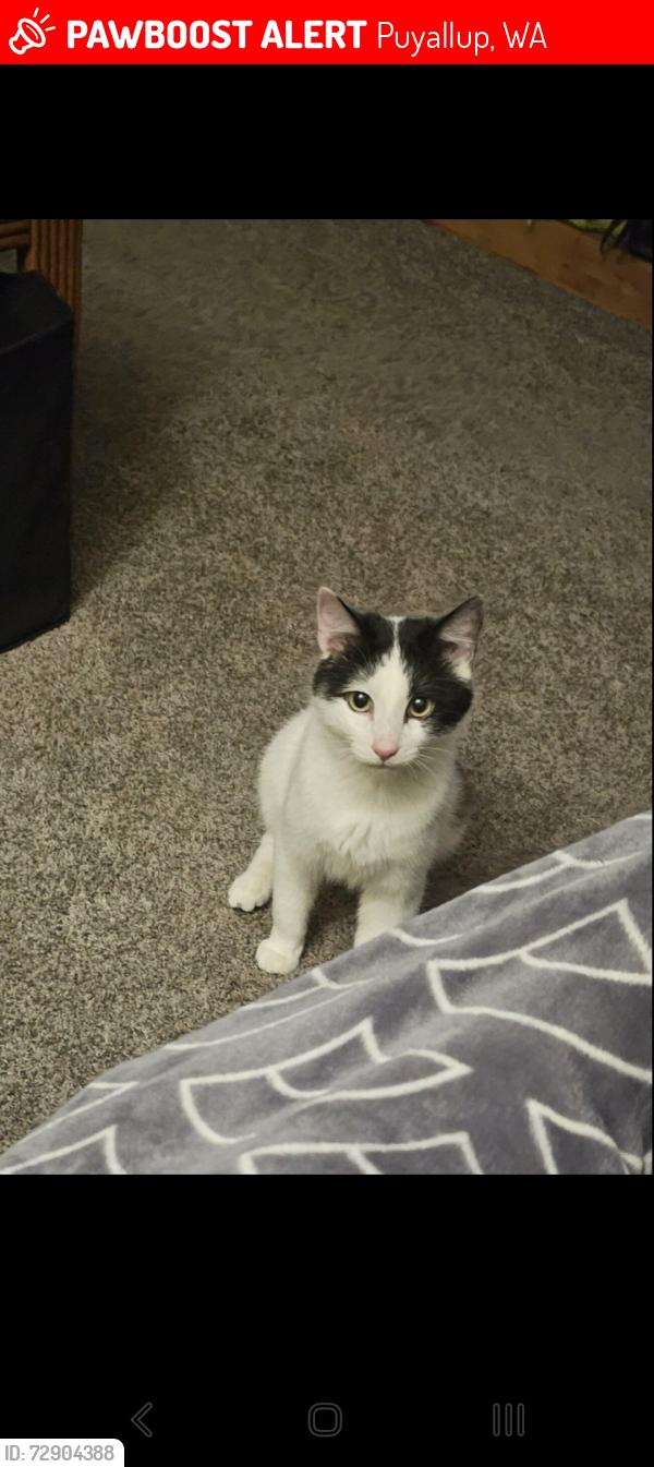 Lost Male Cat last seen  144th , Puyallup, WA 98374