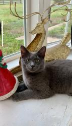 Lost Male Cat last seen Near hses down from corner of Donald, Bethel, OH 45106
