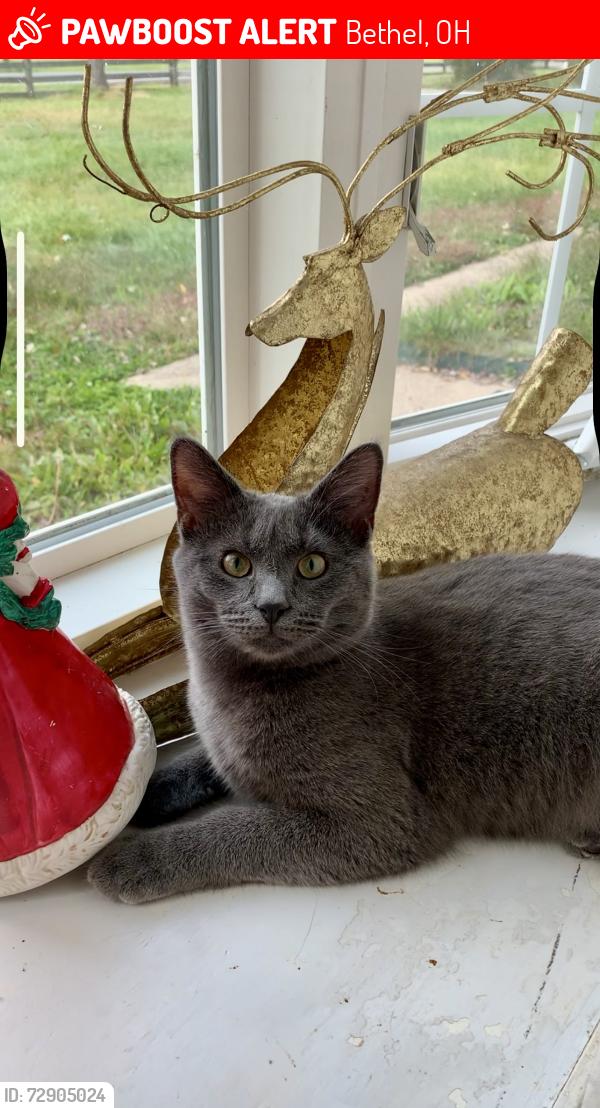Lost Male Cat last seen Near hses down from corner of Donald, Bethel, OH 45106