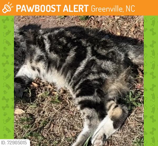 Found/Stray Unknown Cat last seen Across from Denny’s, Greenville, NC 27834