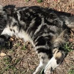 Found/Stray Unknown Cat last seen Across from Denny’s, Greenville, NC 27834