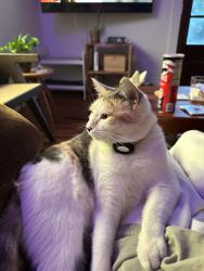 Lost Female Cat last seen Walnut Creek Trail off of Garner Road, Raleigh, NC 27601