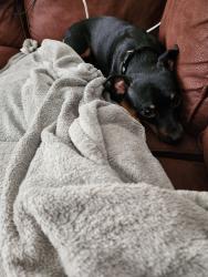 Reunited Male Dog last seen Hearthwood Pl  and Macland Rd , Dallas, GA 30157