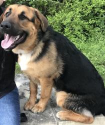 Reunited Male Dog last seen Rock creek & Steinbeck Bend , Waco, TX 76708