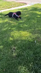 Reunited Female Dog last seen Tully , San Jose, CA 95121