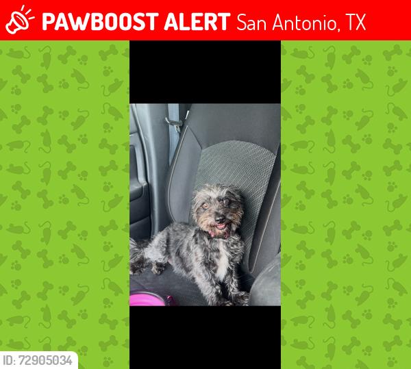 Lost Female Dog last seen Sw military/ Logwood, San Antonio, TX 78211
