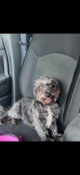 Lost Female Dog last seen Sw military/ Logwood, San Antonio, TX 78211