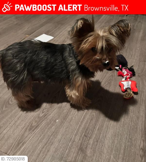 Lost Female Dog last seen Frankfurt Street, right next to Keller Elementary and Manzano Middle School, Brownsville, TX 78520