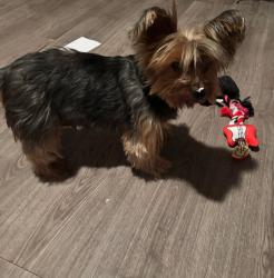 Lost Female Dog last seen Frankfurt Street, right next to Keller Elementary and Manzano Middle School, Brownsville, TX 78520