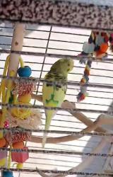 Lost Male Bird last seen Parker Rd & 59, North Houston, TX 77064