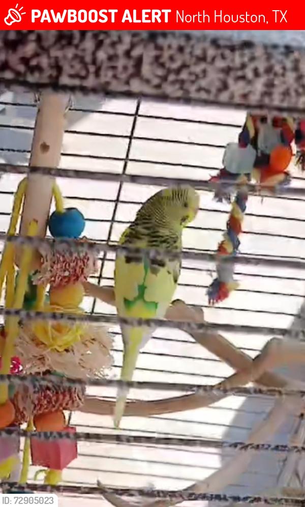 Lost Male Bird last seen Parker Rd & 59, North Houston, TX 77064