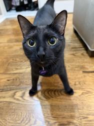 Reunited Female Cat last seen Caddo Trail, Montgomery County, TX 77354