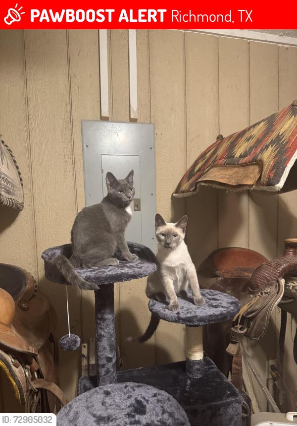 Lost Male Cat last seen McCrary Dr, Richmond, TX 77406
