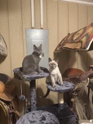 Lost Male Cat last seen McCrary Dr, Richmond, TX 77406
