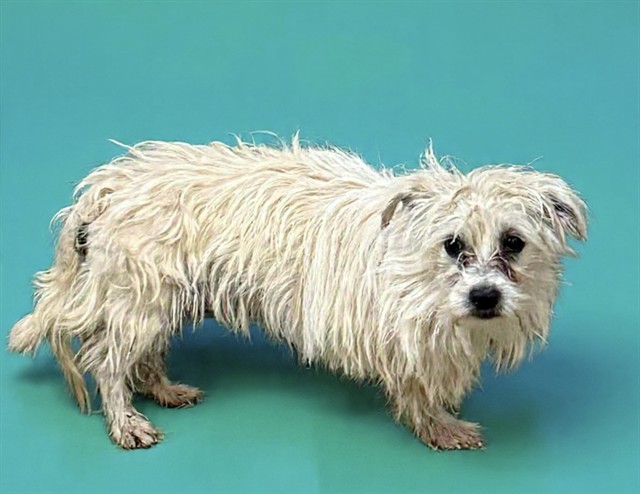 Shelter Stray Male Dog last seen , Lake Los Angeles, CA 93550