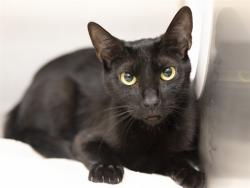 Shelter Stray Female Cat last seen 59TH AND BETHANY HOME, Phoenix, AZ 85008