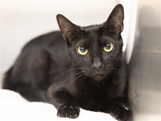 Shelter Stray Female Cat last seen 59TH AND BETHANY HOME, Phoenix, AZ 85008