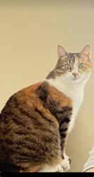 Lost Unknown Cat last seen Near Touchton Rd. Jacksonville FL , Jacksonville, FL 32246