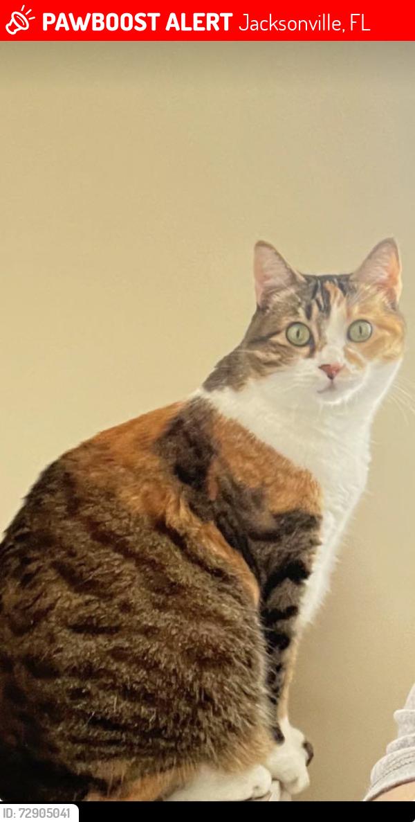Lost Unknown Cat last seen Near Touchton Rd. Jacksonville FL , Jacksonville, FL 32246