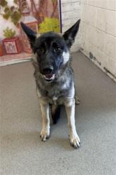 Shelter Stray Female Dog last seen Near BLOCK W ROSE ST, San Bernardino, CA 92401