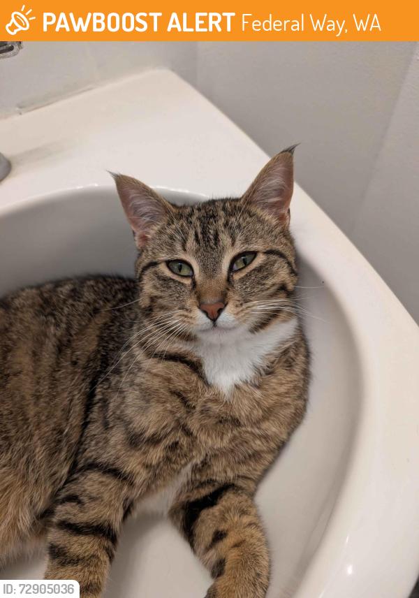 Found/Stray Male Cat last seen S 288th St, Federal Way, WA 98054
