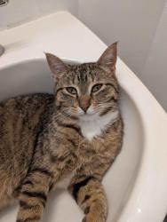Found/Stray Male Cat last seen S 288th St, Federal Way, WA 98054