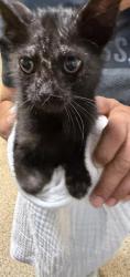 Shelter Stray Male Cat last seen Near BLOCK E 16 ST, Doral, FL 33122