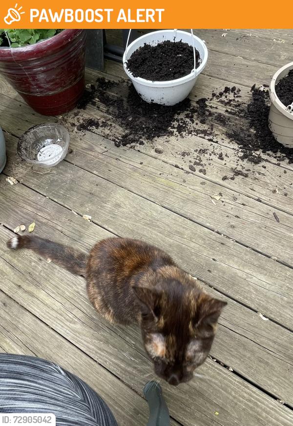 Found/Stray Unknown Cat last seen Dairy Queen , East Taylor Township, PA 15909