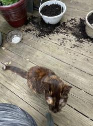 Found/Stray Unknown Cat last seen Dairy Queen , East Taylor Township, PA 15909