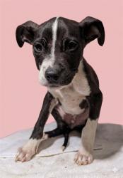 Shelter Stray Female Dog last seen Near BLOCK ROBERT ST, Jacksonville, FL 32204