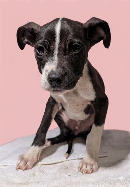 Shelter Stray Female Dog last seen Near BLOCK ROBERT ST, Jacksonville, FL 32204