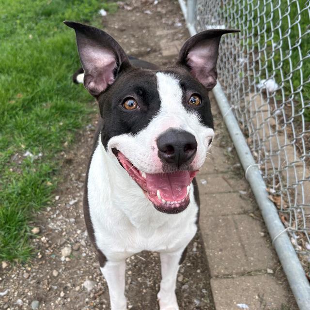 Shelter Stray Female Dog last seen Near , Indianapolis, IN 46221